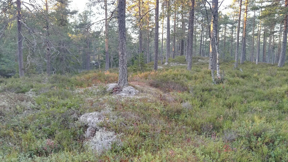 Glissen furuskog preger toppen av Tretjernhøgda.