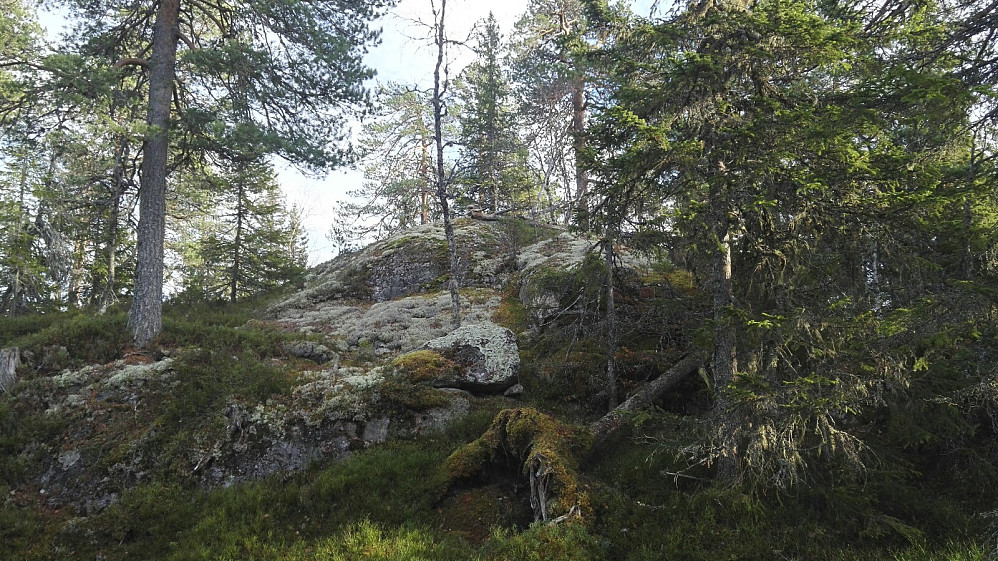 En tydelig knatt i skogen utgjør høyeste punkt; slikt liker vi. En liten varde ved et helt sammenrast tårn eller noe.