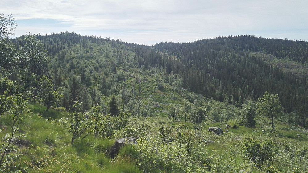 Fra Høgehaugen mot Langeberget. Terrenget var ikke så igjen-grodd som jeg fryktet.