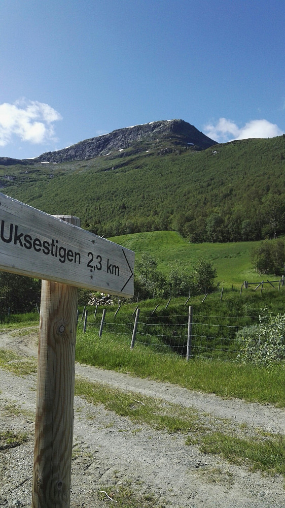 Tilbakeblikk på Uksestien, som krysser bjørkeskauen oppover mot venstre i bildet. Bergsfjellet øst ruver herfra.