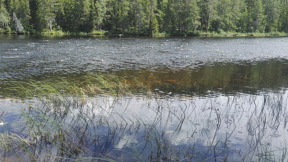 Masse (!) vannliljer i Todalen. Måtte stoppe og knipse.