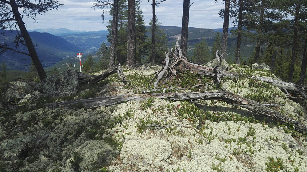 Jammen litt utsikt. Ingen tegn til stier i området ved toppen.