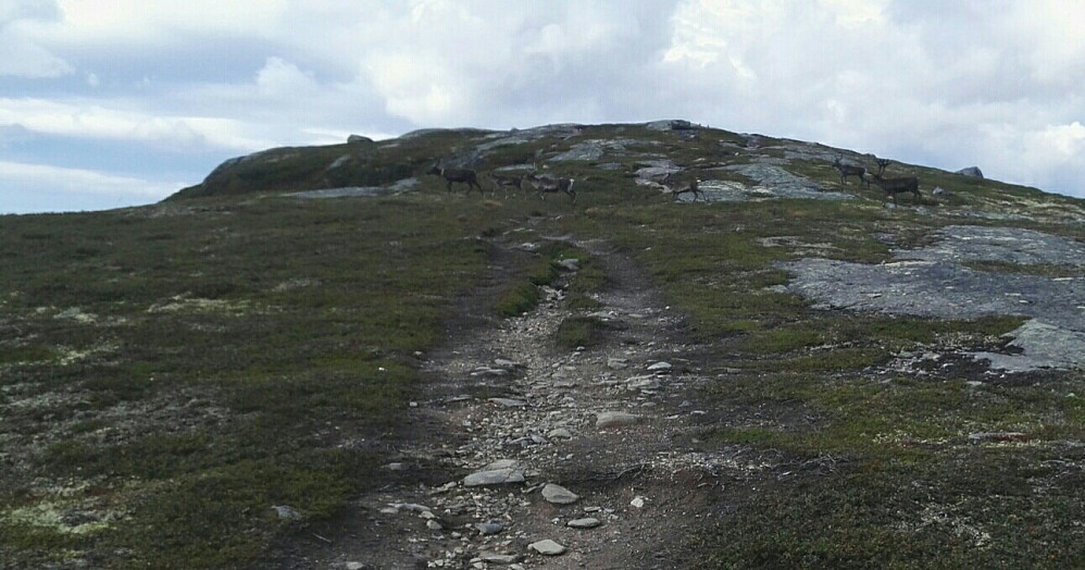 Noen reinsdyr løp over stien ved toppen.