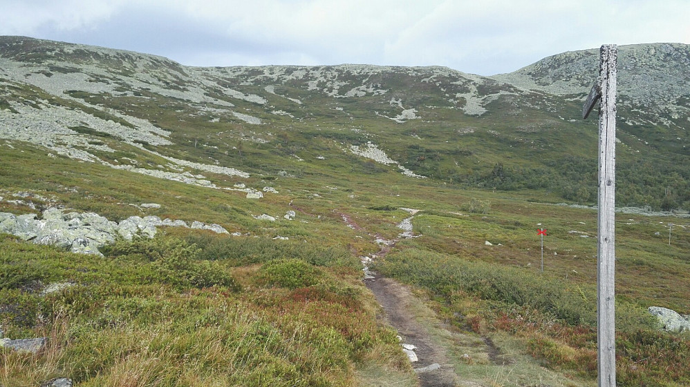 Tilbakeblikk opp bratta mot Mulen; det er grei sti oppover her. Stien kommer opp i laveste punkt i sadelen like sørvest for toppen, men forsvinner nesten deretter - tross merking.