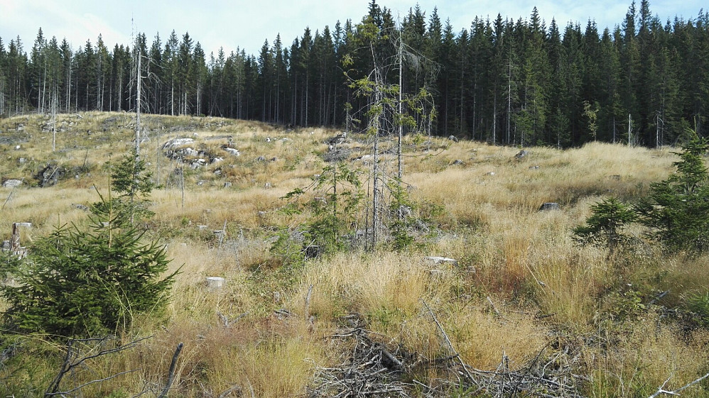 Hogstfelt før toppen.