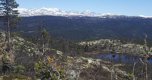 Haldorpiggen sett fra vest (Andershøe) med Rondane bak. Uttrykket "piggen" virker misvisende, da toppen er den flate kollen noe til høyre i bildet. Veisystemene i skogen i forgrunnen kan anes.
