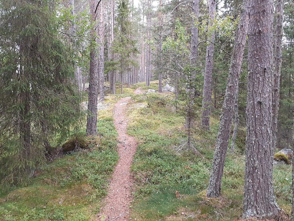 God sti opp ryggen i skogen her.