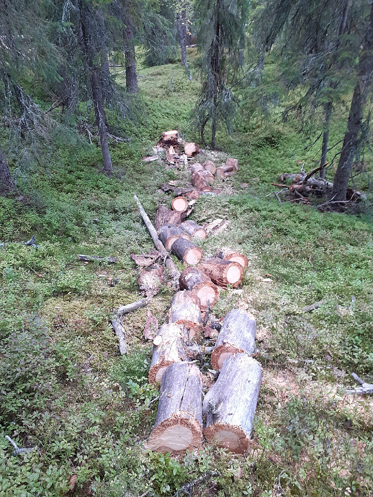 Partert tørrfuru
