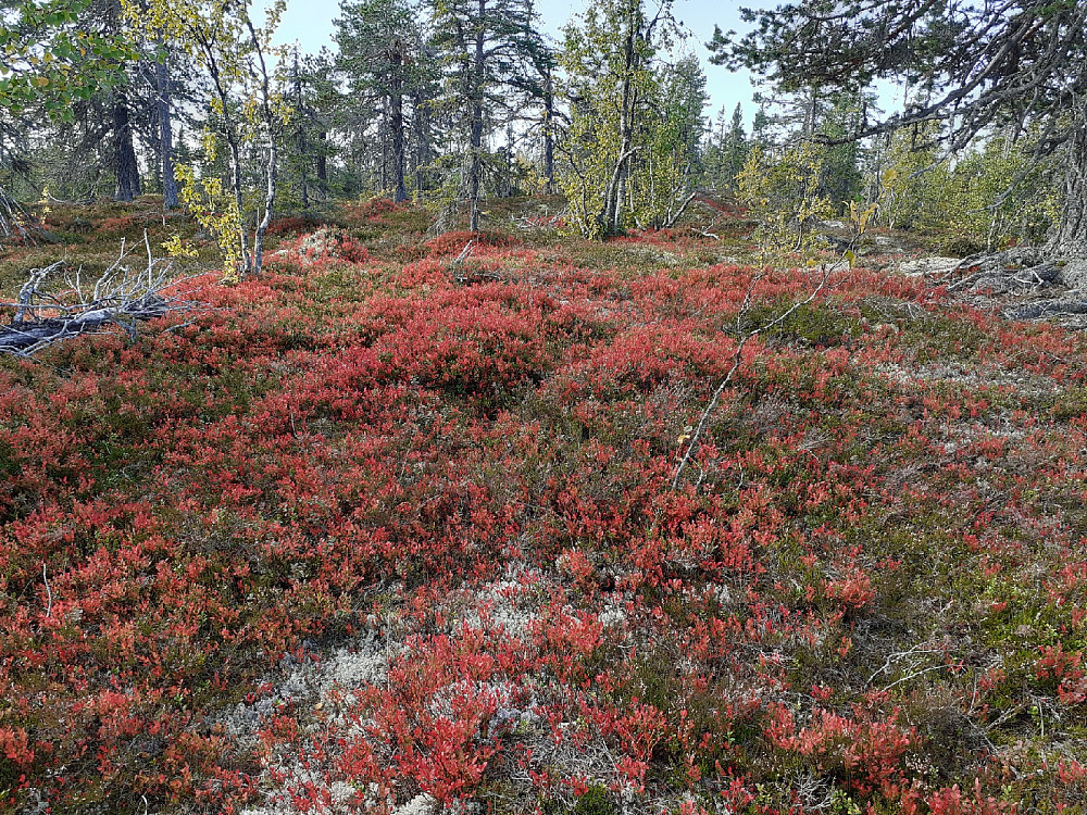 Flotte farger nå