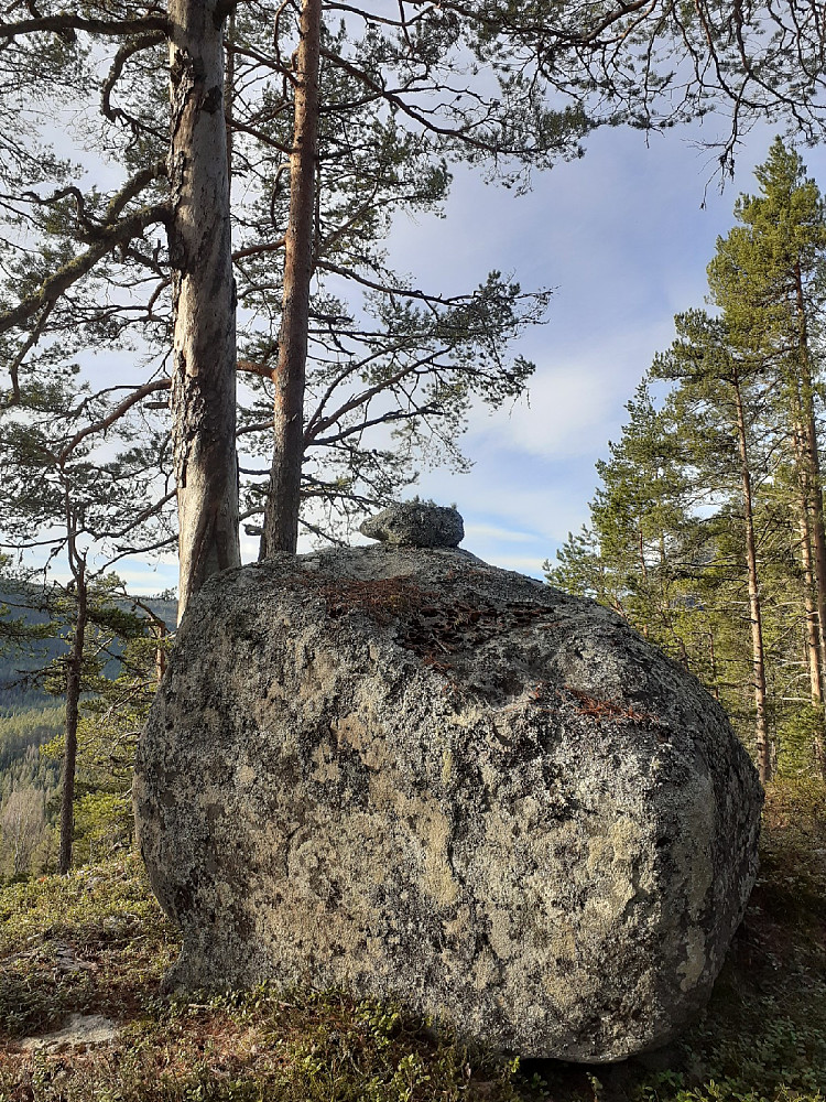 En enorm tørrfuru rett ved høyeste punkt...