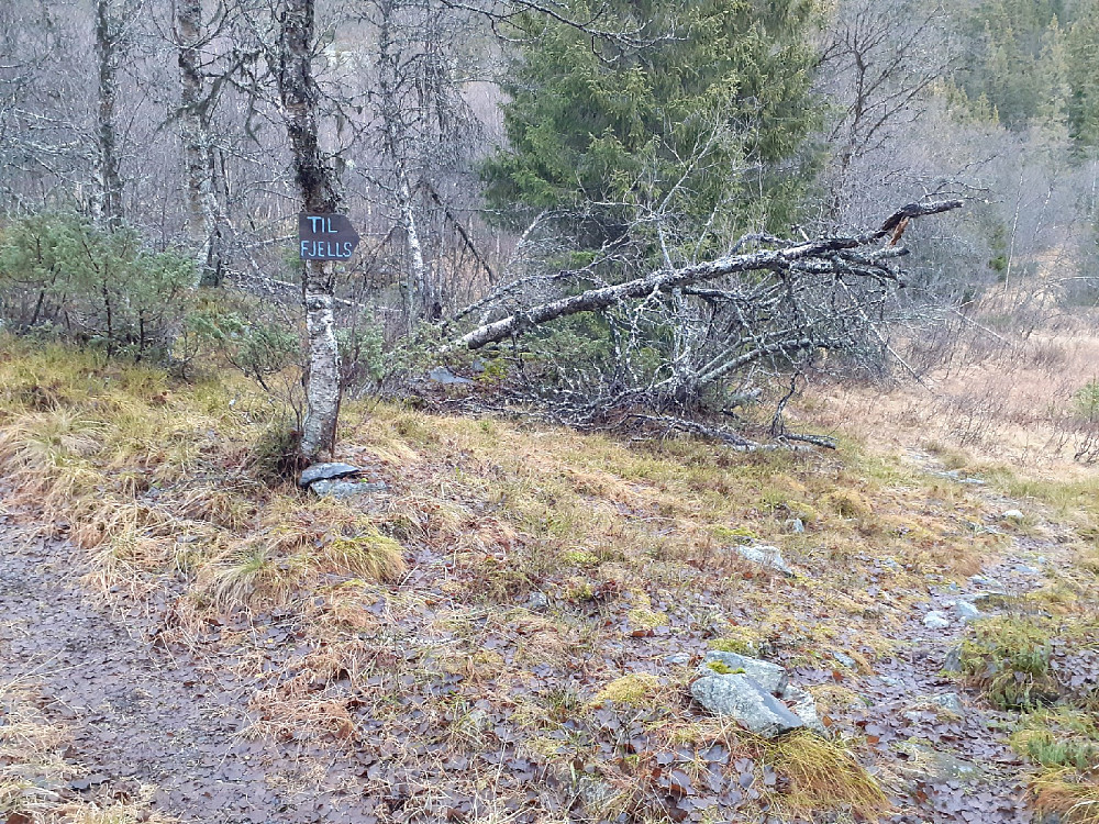 Første gang jeg har gått opp denne stien. Den var grei.