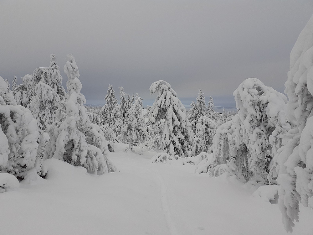 Snøtunge graner