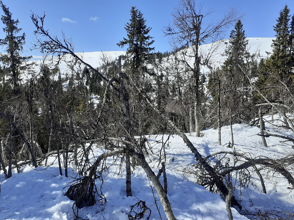 Plunda litt gjennom krattskogen.