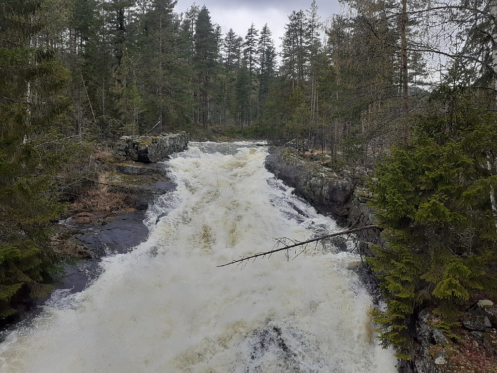 Buvasselva er flomstor