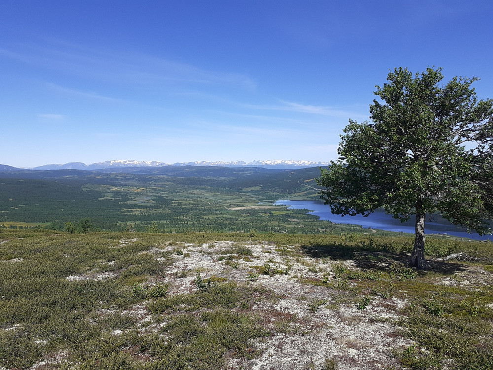 Ypperlig utsikt mot heimen. En overraskende frodig og enslig bjørk her, rett over tregrensa...