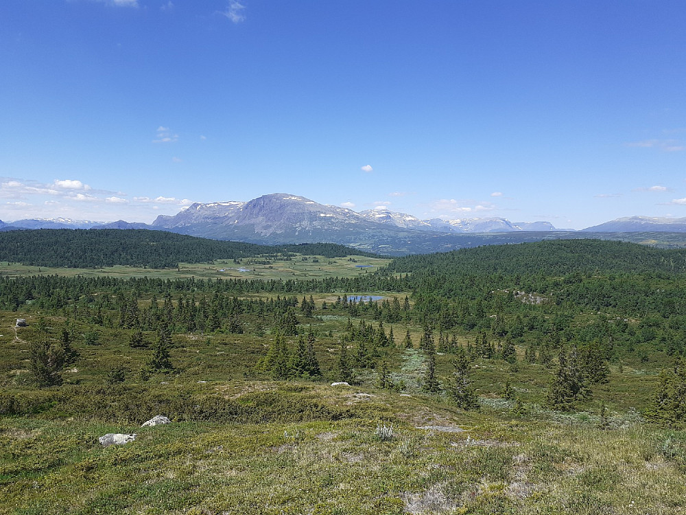 Skogshorn. Vidhovd foran t.v