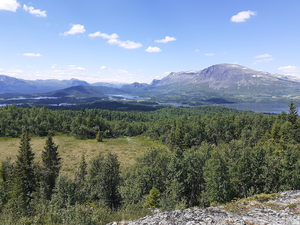 På Vidhovd. Skogshorn dominerer