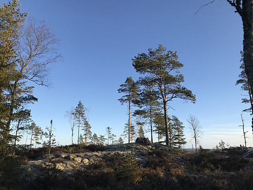 Mesteparten av skogen rundt toppen av Vardehøgda er hogget bort