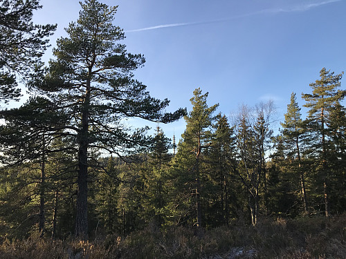Masta på Røverkollen kan ses mellom trærne fra Bånkallåsen