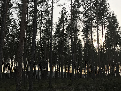 Fin skog nedenfor Holtfjellet