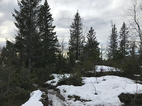En del snø igjen på nordsiden mot høyeste punkt på Skaugumsåsen