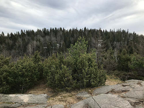 Utsikt mot storebror Skaugumsåsen i sørøst