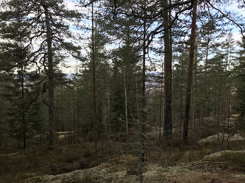 Spredt utsikt mellom trærne fra Nordre Jølsenåsen 