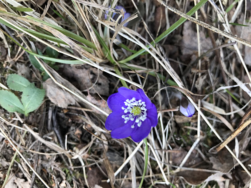 Blåveis på stien opp fra Slorene
