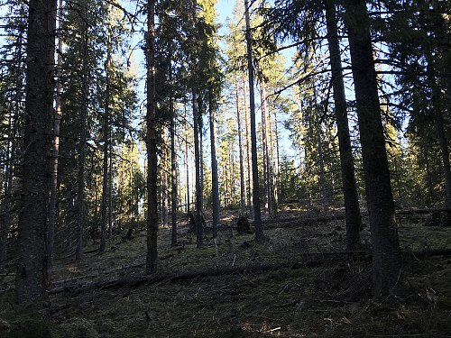 Bjørnåsen opplyst av morgensola