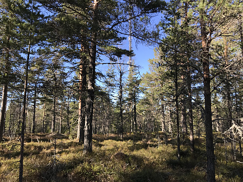 Toppunktet ligger et par hundre meter lenger inn i skogen fra tårnet