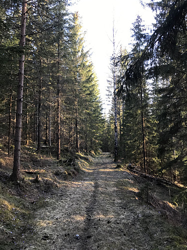 Fra Gamlevollen er det fin skogsvei oppe i skråningen langs Råtevann.