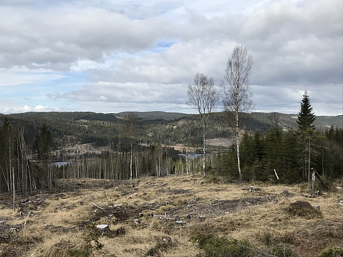 Utsikt underveis fra hogstfeltet retning Svartkjølen