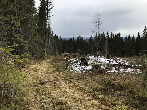 Fin gammel skogsvei som fører helt opp til hogstfeltet på toppen