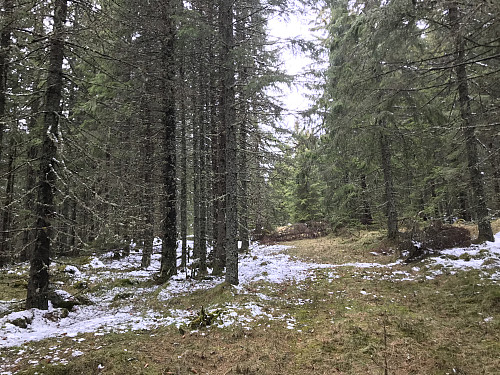 Fin gammel skogsvei som fører helt opp til hogstfeltet på toppen