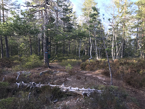 Turpostkasse og skilt ved toppen. 
 Selve toppunktet ligger midt i skogen og er ikke markert på noe måte
