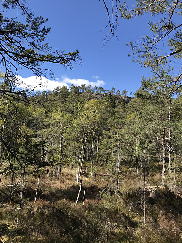Høgåsen sett fra mellomplatået sør for toppen. Herfra ser den ubestigelig ut