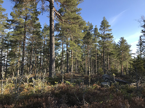 Det høyeste punktet på Bronkeberget er på den sørlige delen av kollen