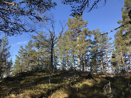 Bronkeberget 428 moh