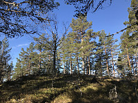 ØyvindBergkvam_20200514_5ebcf537e19c6.jpg