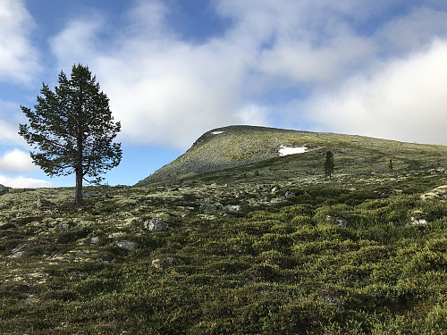 På vei opp mot Imsdalsvola på god sti
