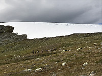 Mye reinsdyr på vei opp fra dalen mot Hestkjølryggen og Merrafjellet