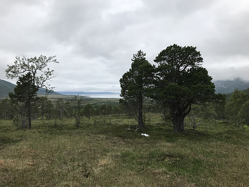 Skobyttetreet mitt. Her gikk det fra gummistøvler til fjellstøvler :-)