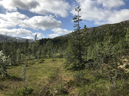 Fint skogsterreng i starten av turen