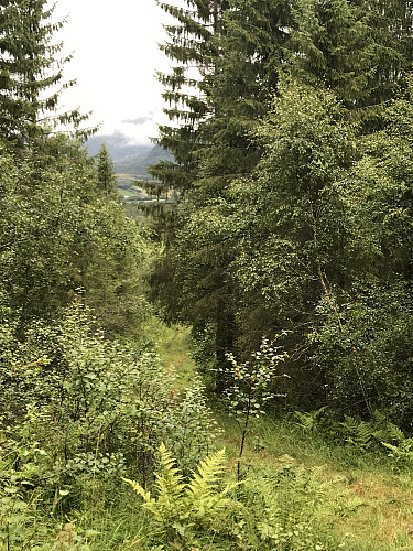 Bratt stigning gjennom skogen inn til Fjelldalen