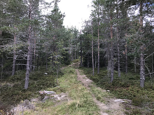 Tydelig og fin sti første biten opp mot høyde 607