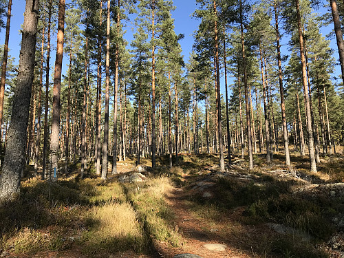 Fin sti på vei oppover mot Nordsetberget