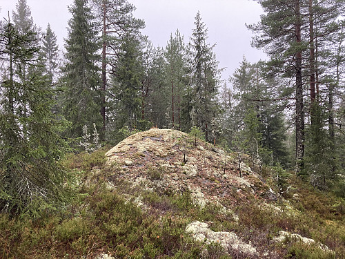 Baråsen er en liten kolle som ligger mellom Langmyråsen og Mørkåshøgda