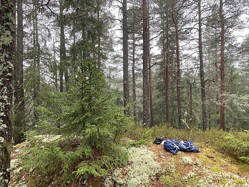 Mørkåshøgda kan by på noe svak utsikt mellom trærne i sørlig retning