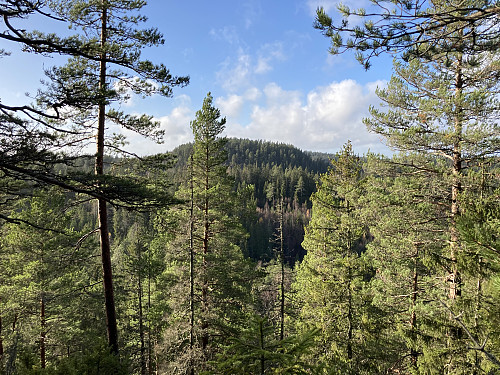 Utsikt mot Petteråsen i vest fra Trollseteråsen