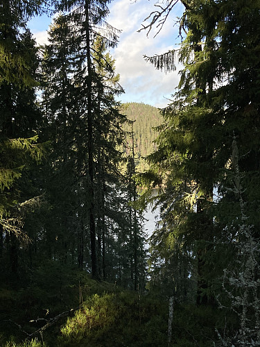 På vei ned fra Trollseteråsen fikk jeg et glimt av Hektnerhøgsåen på motsatt side av Ramstadsjøen